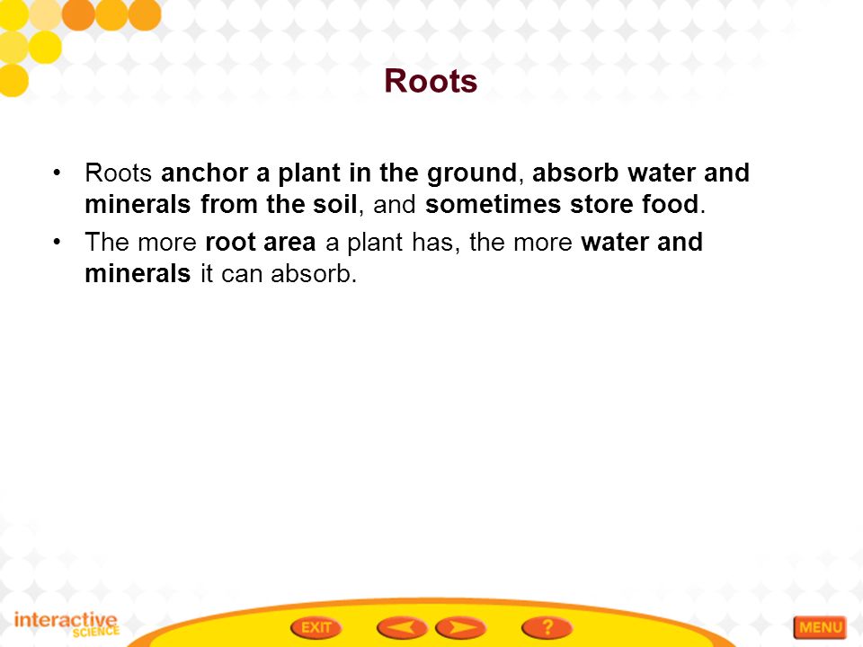 Roots Roots anchor a plant in the ground, absorb water and minerals from the soil, and sometimes store food.