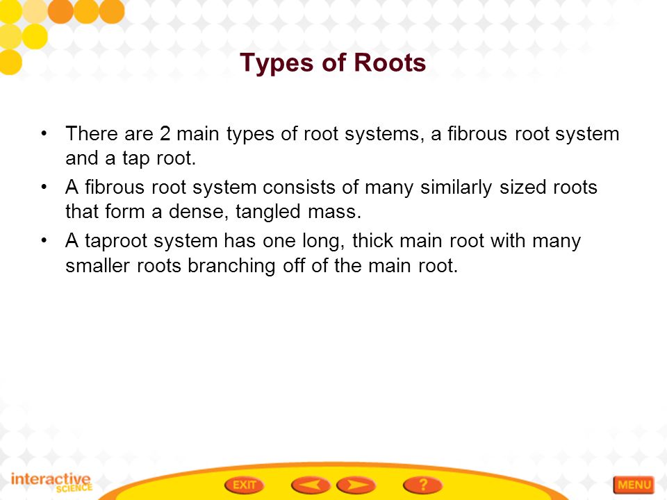 Types of Roots There are 2 main types of root systems, a fibrous root system and a tap root.