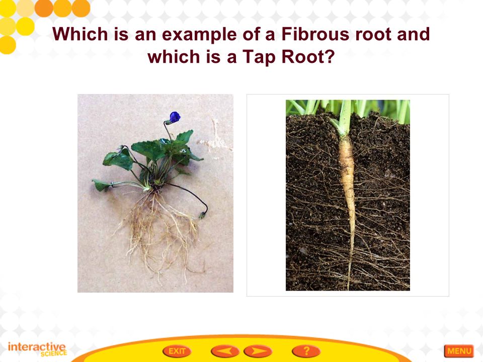 Which is an example of a Fibrous root and which is a Tap Root