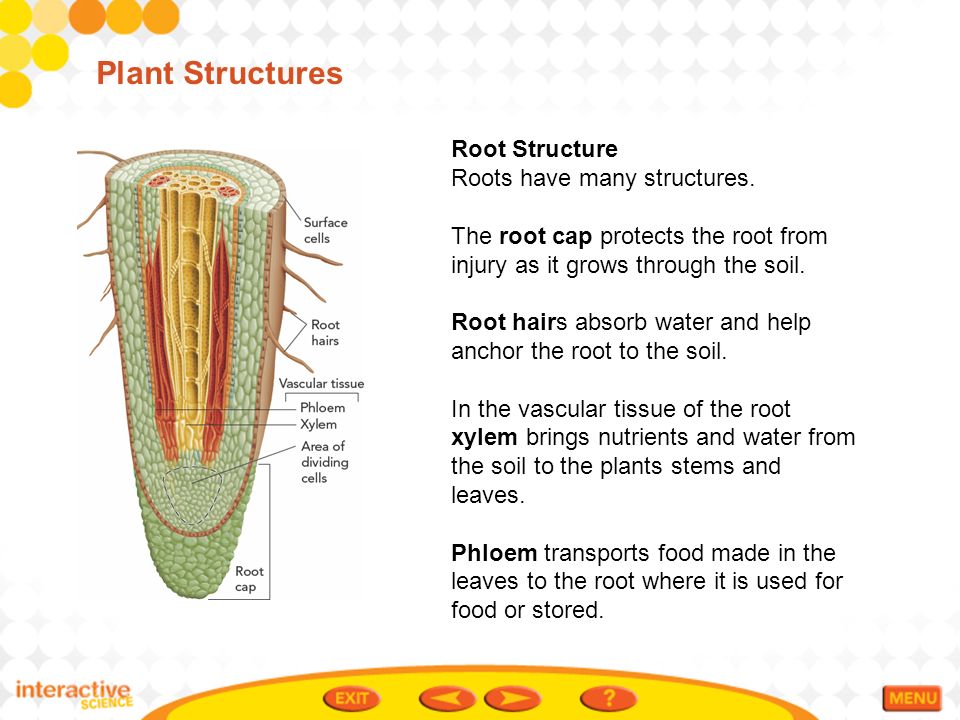 Plant Structures Root Structure Roots have many structures.