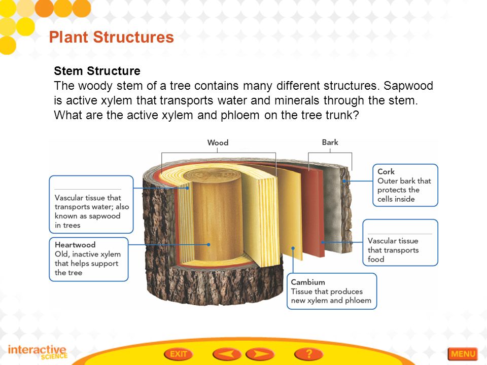 Plant Structures Stem Structure