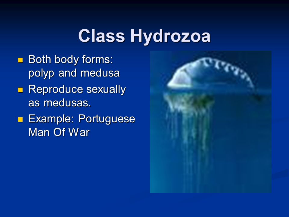 Class Hydrozoa Both body forms: polyp and medusa