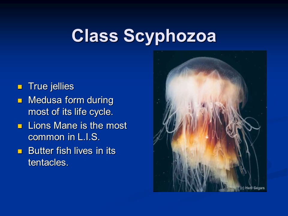 Class Scyphozoa True jellies