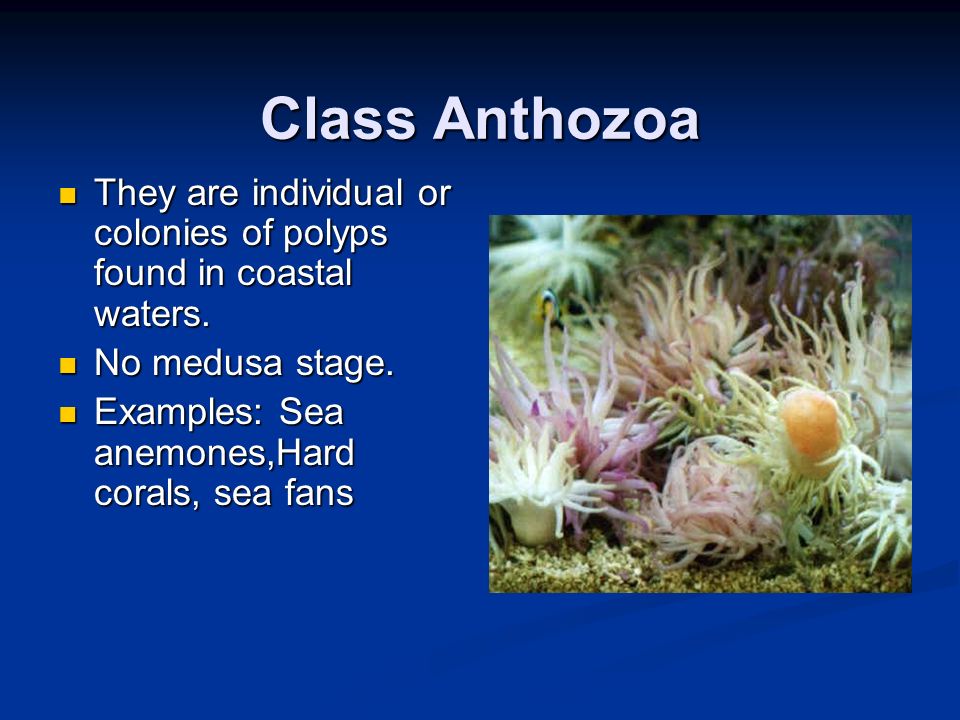 Class Anthozoa They are individual or colonies of polyps found in coastal waters. No medusa stage.