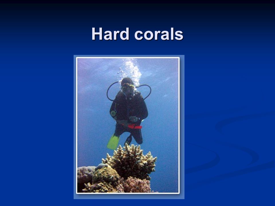 Hard corals