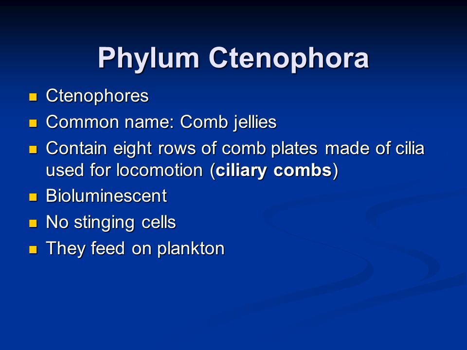 Phylum Ctenophora Ctenophores Common name: Comb jellies