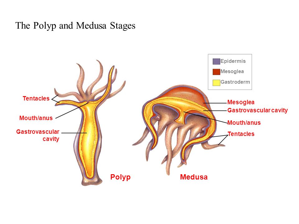 The Polyp and Medusa Stages