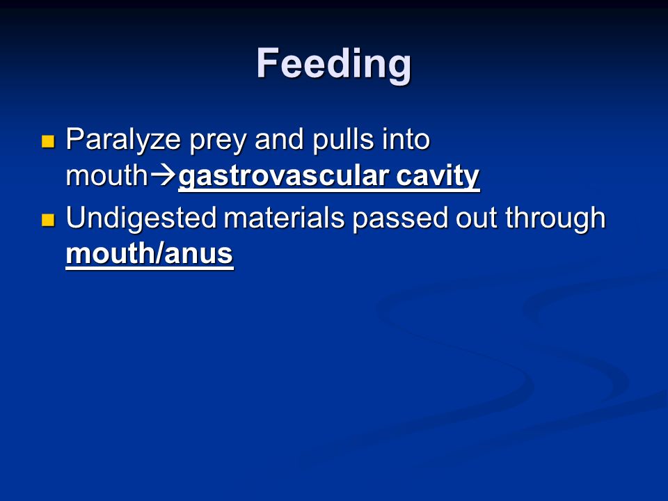 Feeding Paralyze prey and pulls into mouthgastrovascular cavity