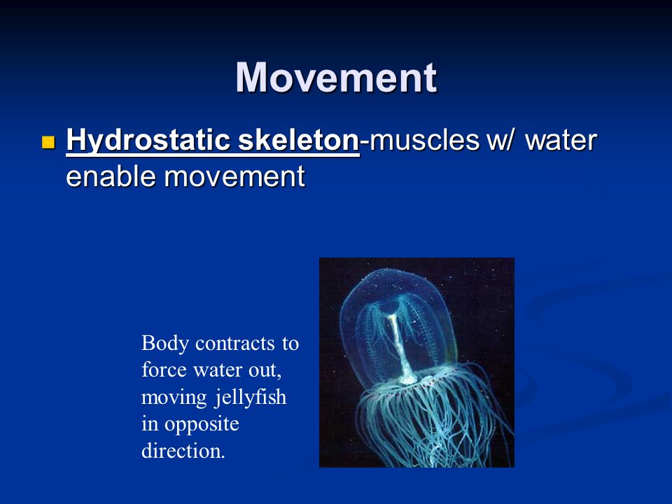 Movement Hydrostatic skeleton-muscles w/ water enable movement