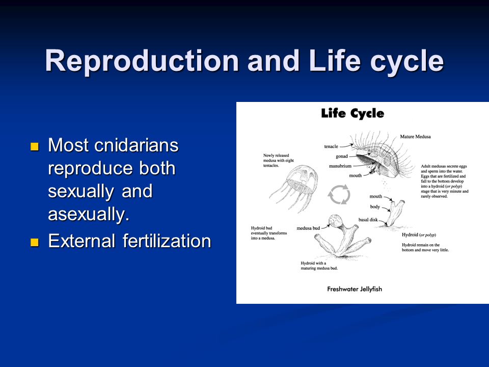 Reproduction and Life cycle