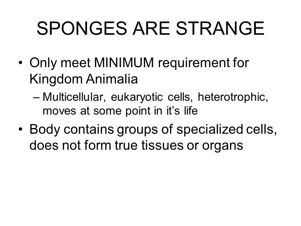 SPONGES ARE STRANGE Only meet MINIMUM requirement for Kingdom Animalia