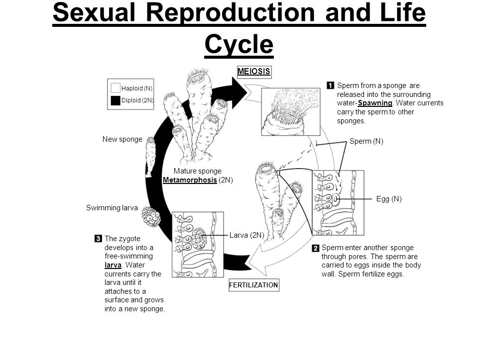 Sexual Reproduction and Life Cycle