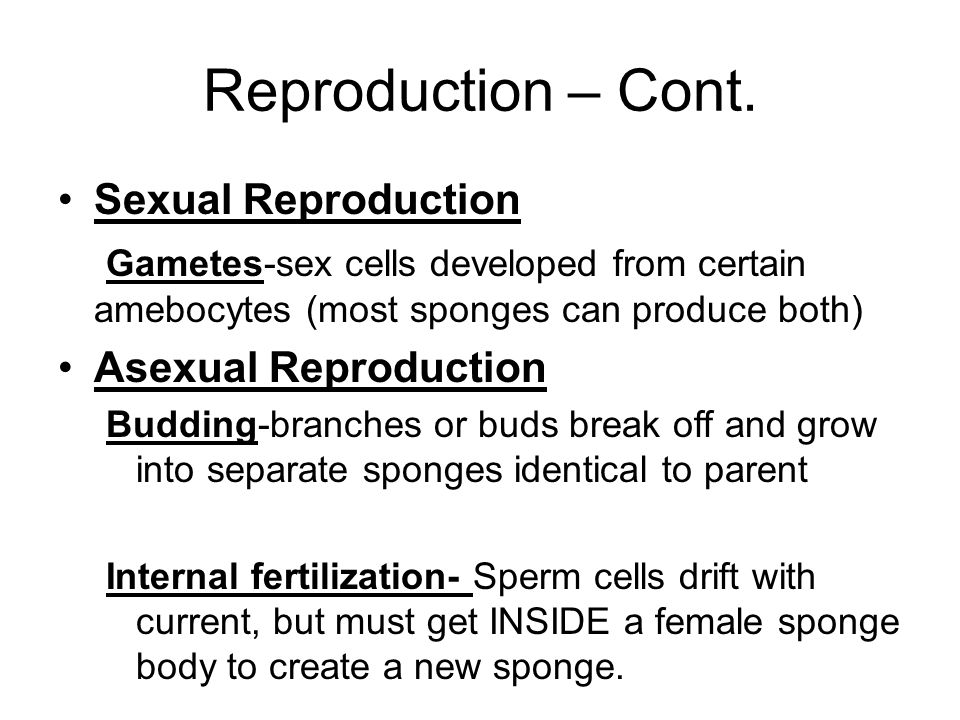 Reproduction – Cont. Sexual Reproduction