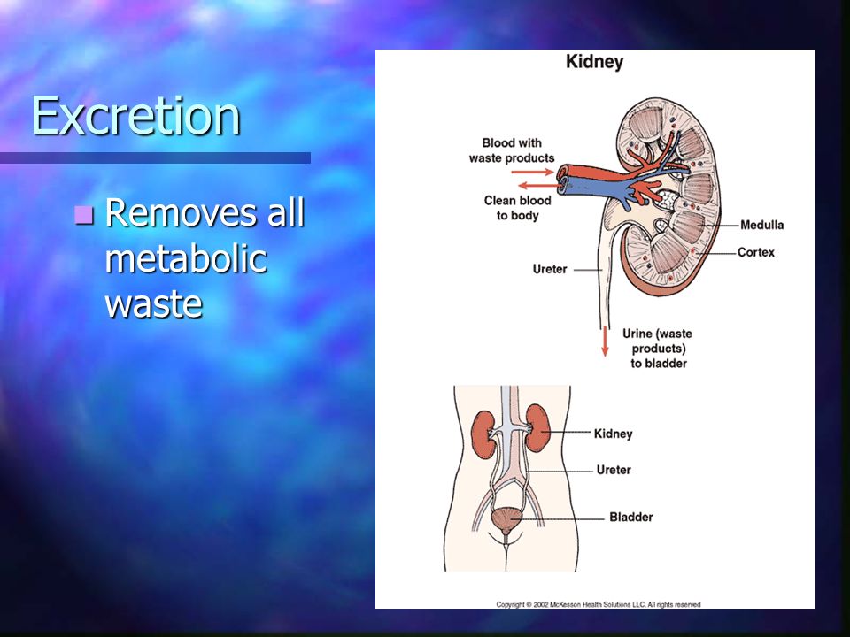 Excretion Removes all metabolic waste