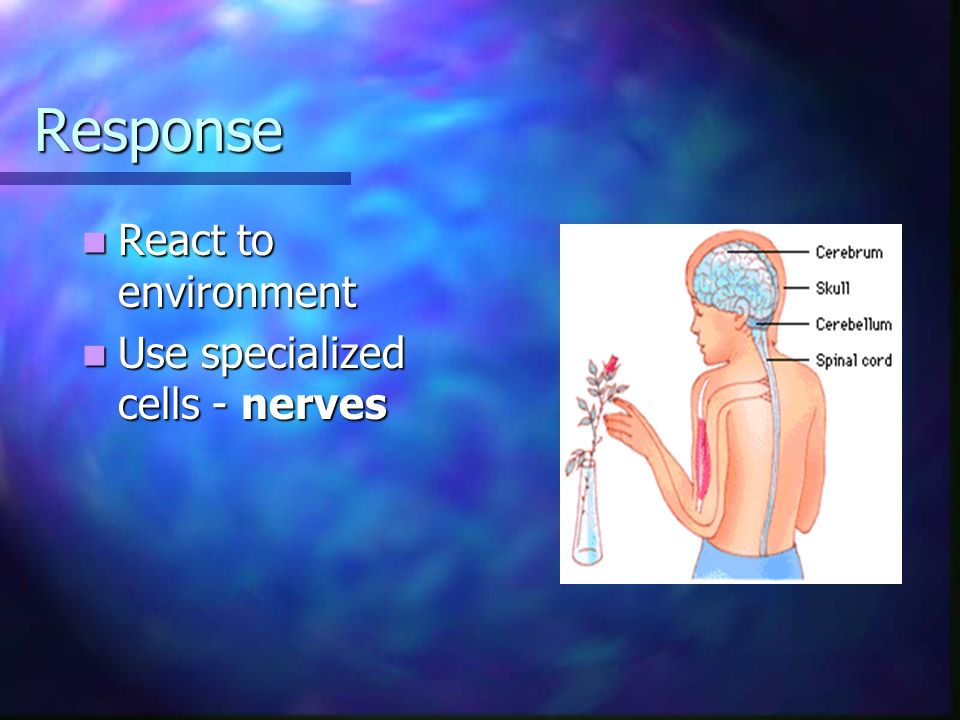 Response React to environment Use specialized cells - nerves