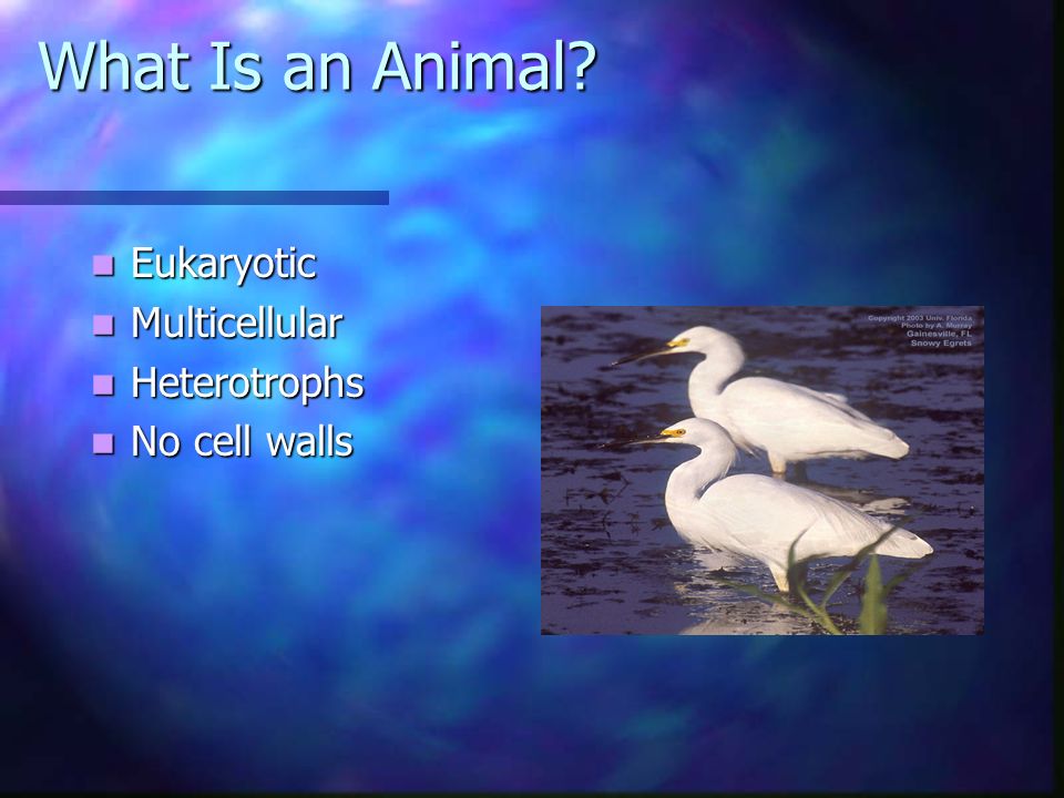 What Is an Animal Eukaryotic Multicellular Heterotrophs No cell walls