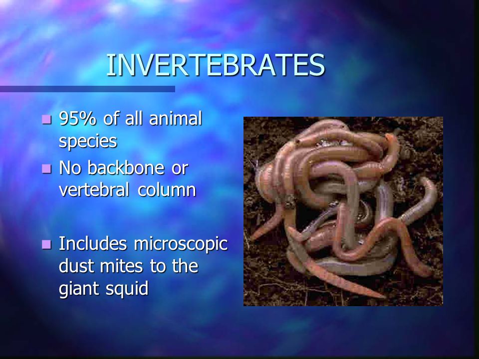 INVERTEBRATES 95% of all animal species