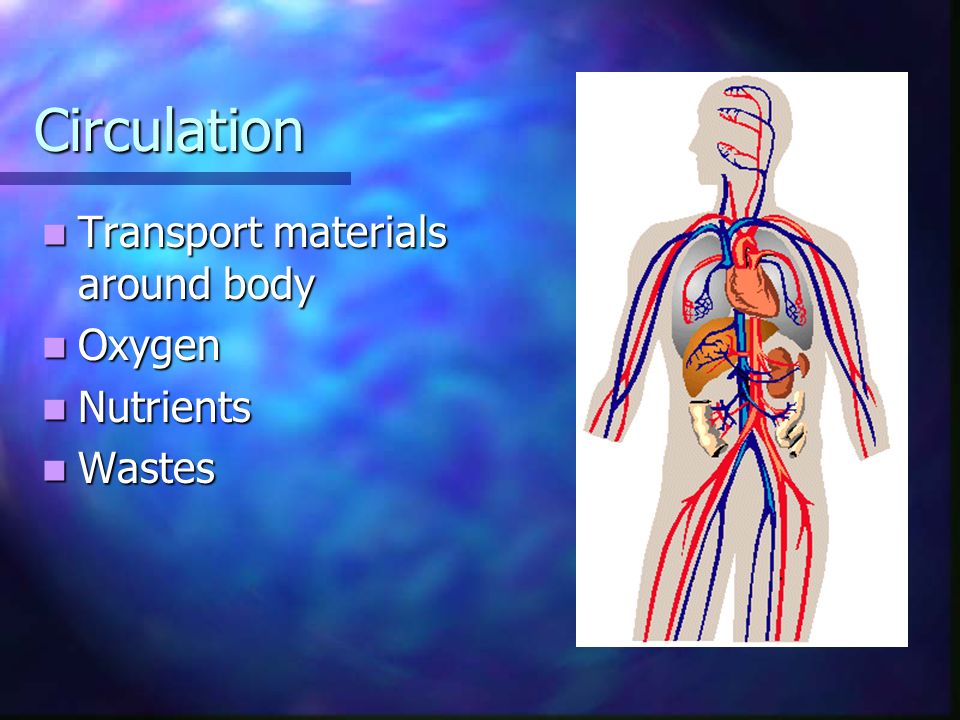 Circulation Transport materials around body Oxygen Nutrients Wastes