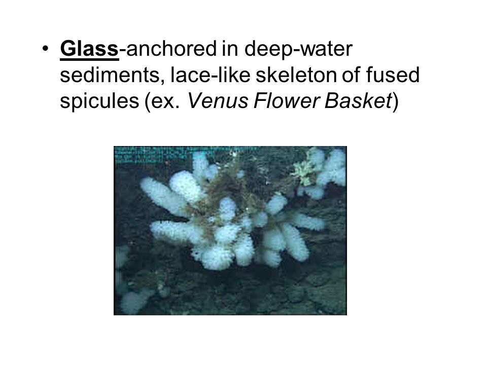 Glass-anchored in deep-water sediments, lace-like skeleton of fused spicules (ex.