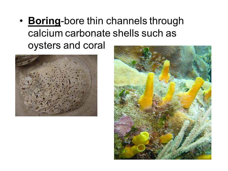 Boring-bore thin channels through calcium carbonate shells such as oysters and coral