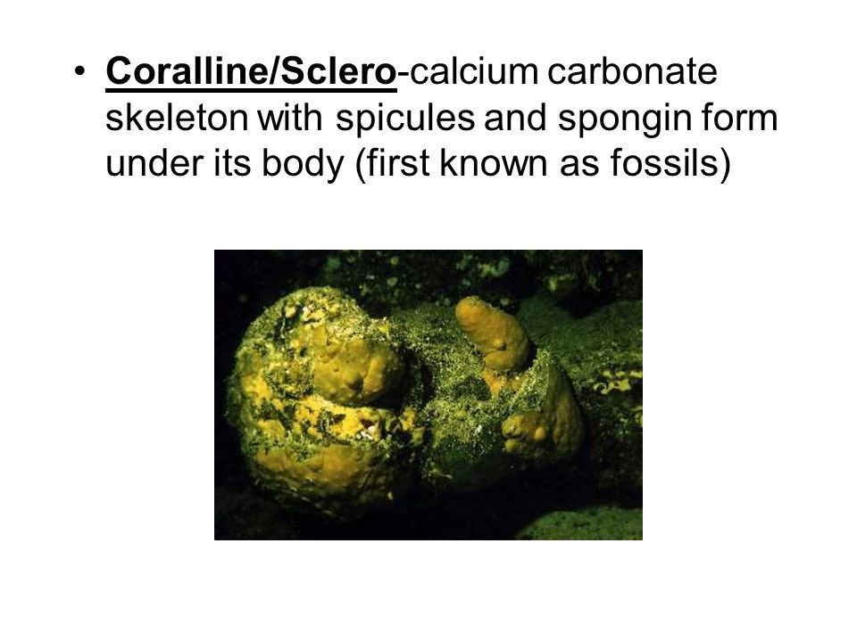 Coralline/Sclero-calcium carbonate skeleton with spicules and spongin form under its body (first known as fossils)
