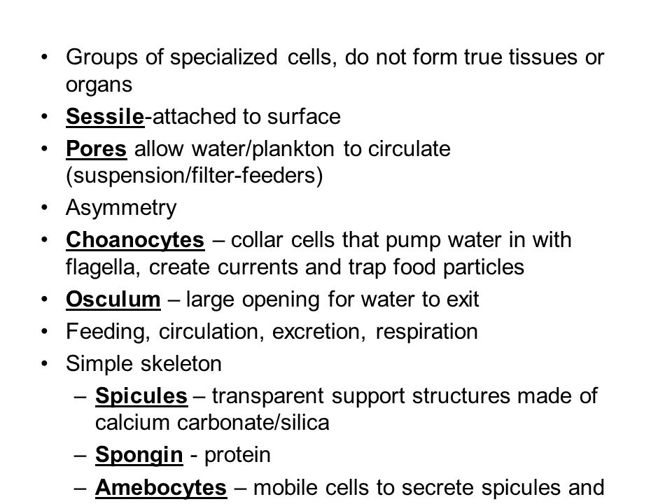 Groups of specialized cells, do not form true tissues or organs