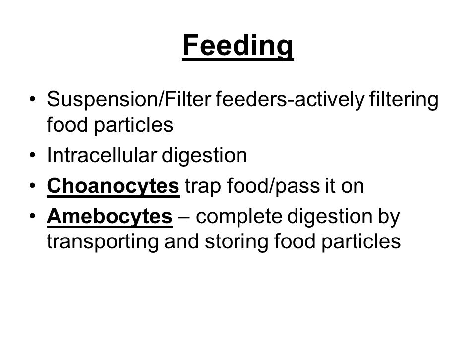 Feeding Suspension/Filter feeders-actively filtering food particles