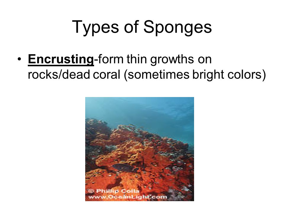 Types of Sponges Encrusting-form thin growths on rocks/dead coral (sometimes bright colors)