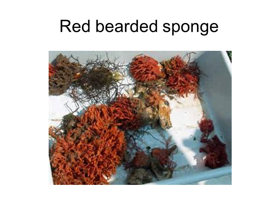 Red bearded sponge