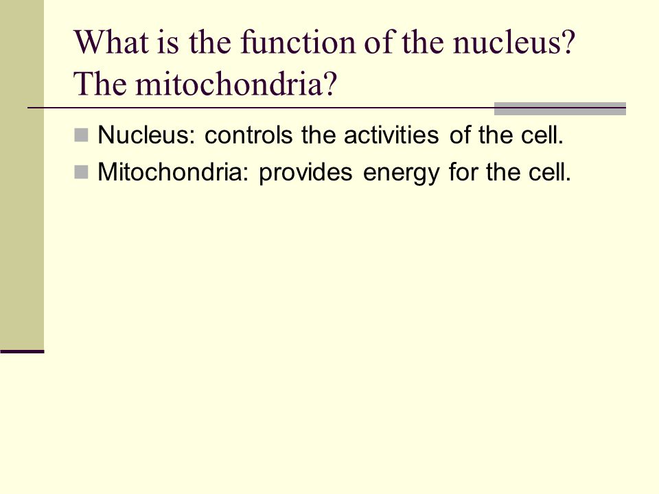 What is the function of the nucleus The mitochondria
