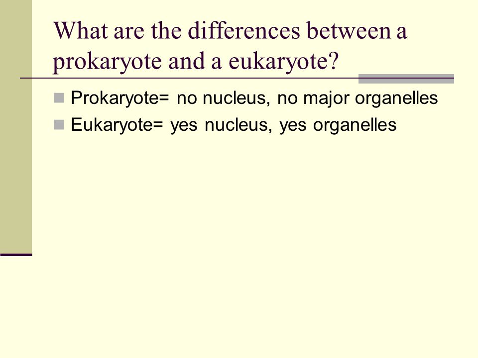 What are the differences between a prokaryote and a eukaryote