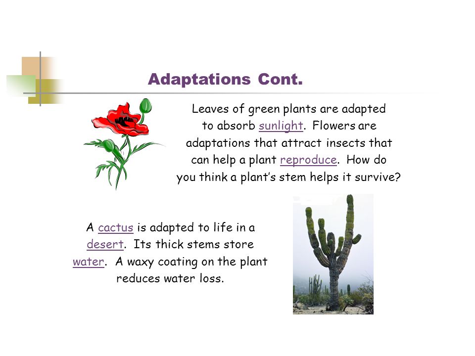 Adaptations Cont. Leaves of green plants are adapted