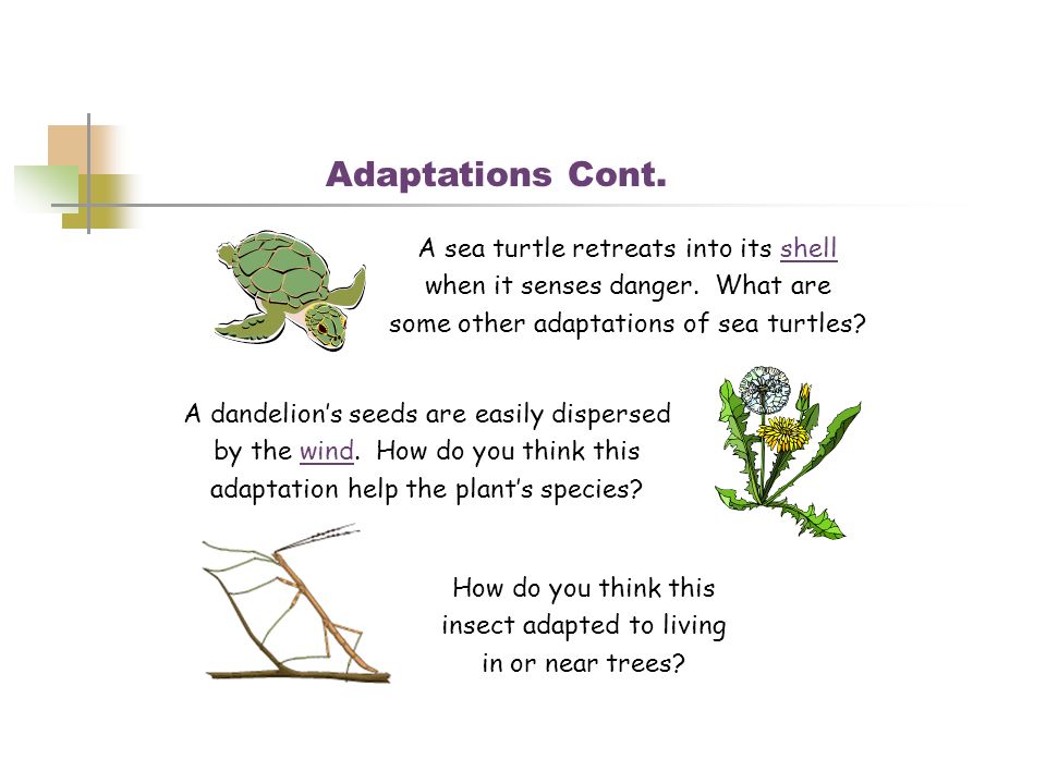 Adaptations Cont. A sea turtle retreats into its shell