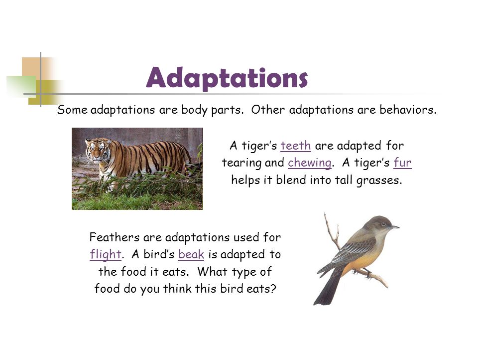 Adaptations Some adaptations are body parts. Other adaptations are behaviors. A tiger’s teeth are adapted for.