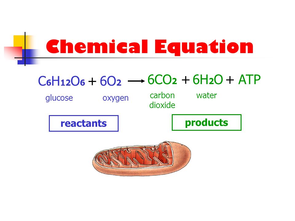 Chemical Equation C6H12O6 + 6O2 6CO2 + 6H2O + ATP reactants products