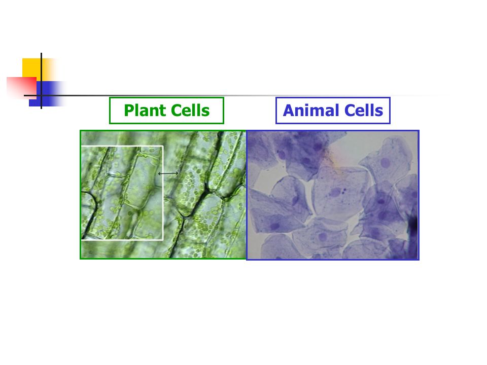 Plant Cells Animal Cells