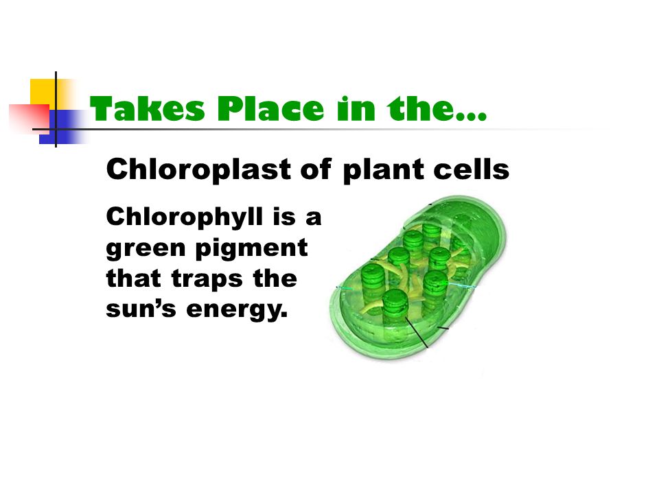 Takes Place in the… Chloroplast of plant cells Chlorophyll is a