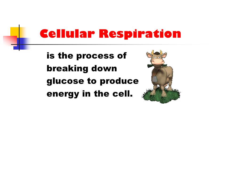 Cellular Respiration is the process of breaking down