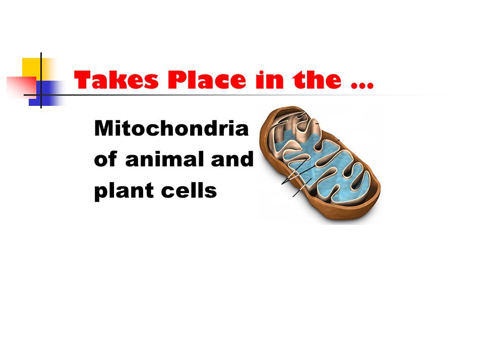 Takes Place in the … Mitochondria of animal and plant cells