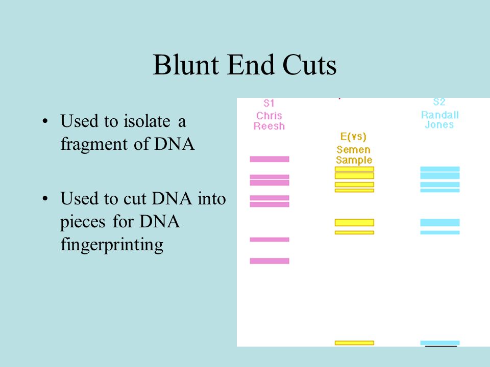 Blunt End Cuts Used to isolate a fragment of DNA