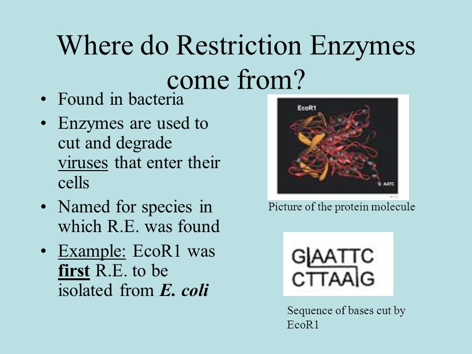 Where do Restriction Enzymes come from