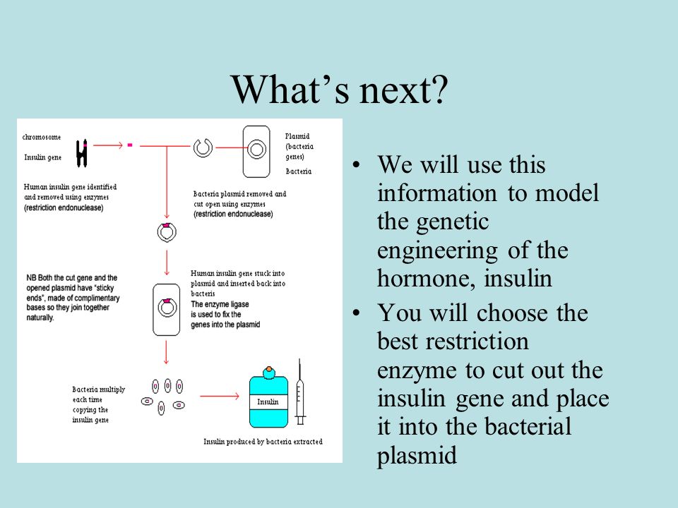 What’s next We will use this information to model the genetic engineering of the hormone, insulin.