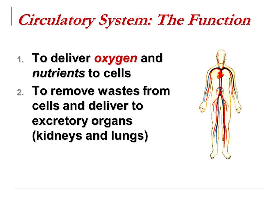Circulatory System: The Function