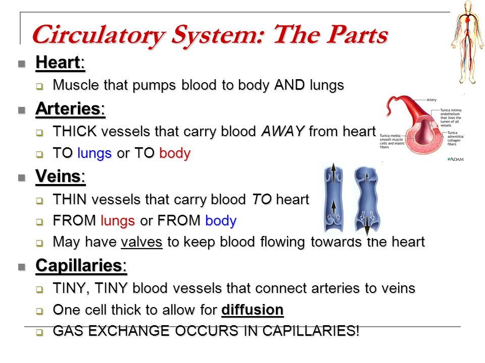Circulatory System: The Parts