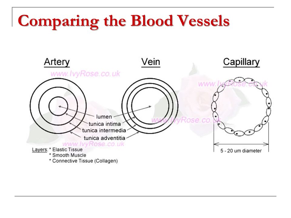 Comparing the Blood Vessels