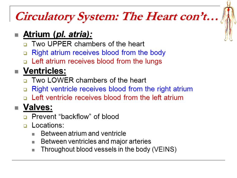 Circulatory System: The Heart con’t…