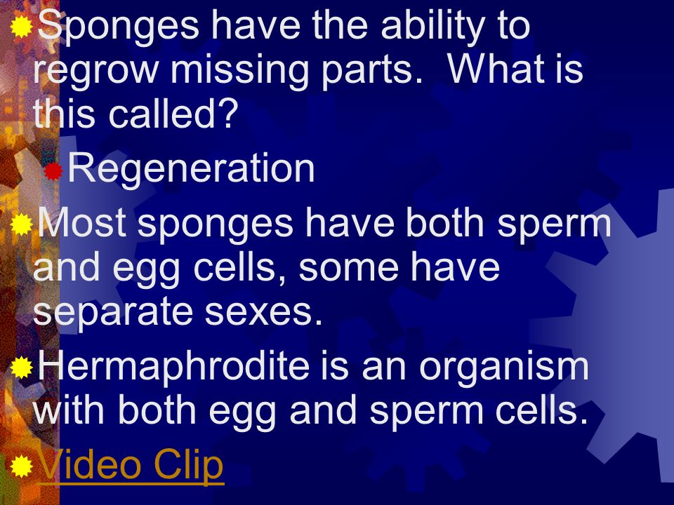 Sponges have the ability to regrow missing parts. What is this called