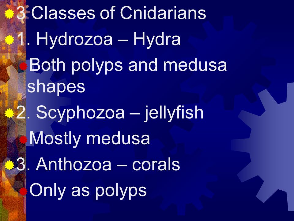 3 Classes of Cnidarians 1. Hydrozoa – Hydra. Both polyps and medusa shapes. 2. Scyphozoa – jellyfish.