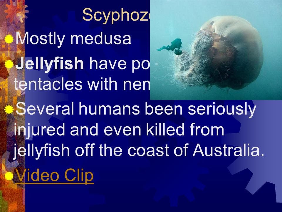 Scyphozoa (class) Mostly medusa. Jellyfish have poisonous tentacles with nematocyst, also.