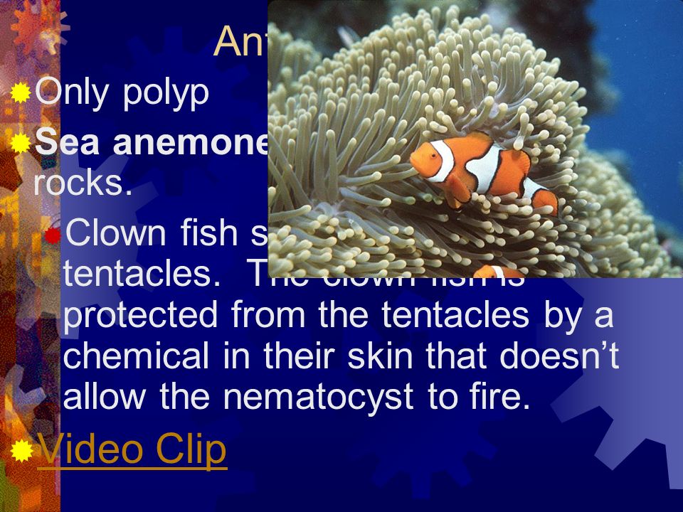 Anthozoa (class) Video Clip Only polyp